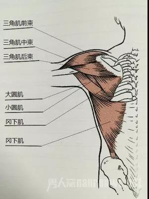 三角肌